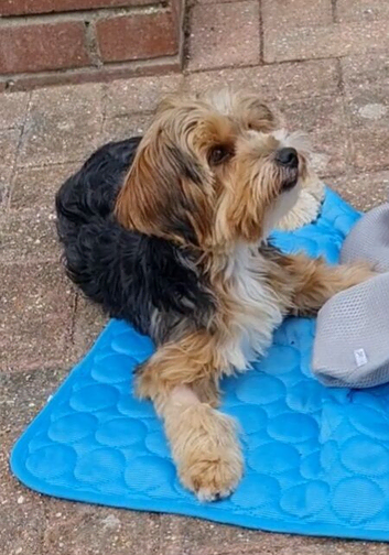 Male Yorkshire Terrier