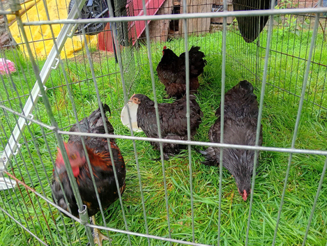 Female Pekin Bantams