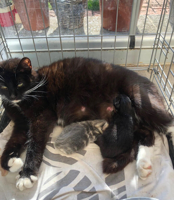 3 male kittens