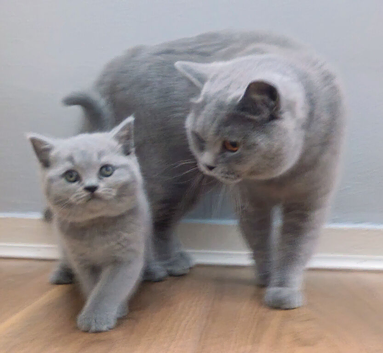 Gorgeous British Shorthair Kittens