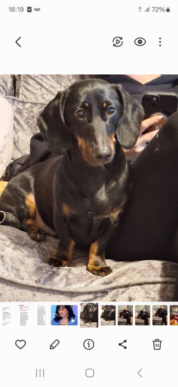 2 dachshunds 1 boy and 1 girl