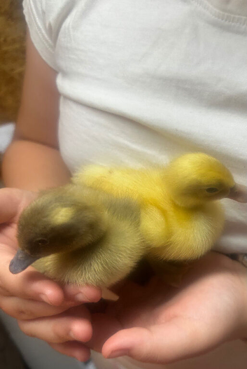 Runner ducklings