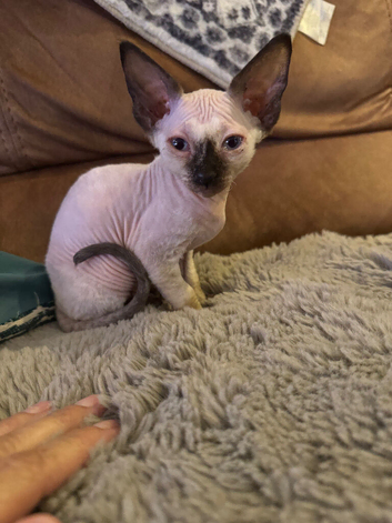 Bambino Sphinx