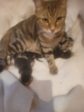 Stunning unique kittens