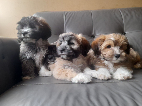 Lhasa-chon puppies for sale