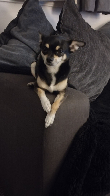 3 year old male chihuahua