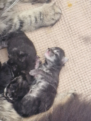 3 beautiful maincoon babies