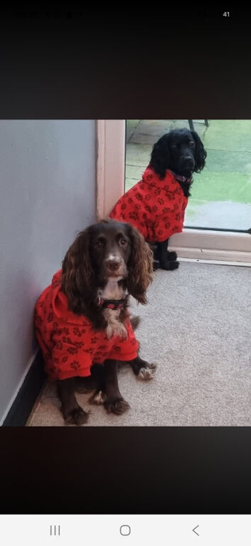 2 lovely girls looking for forever homes