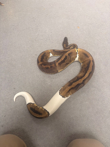 Royal python female