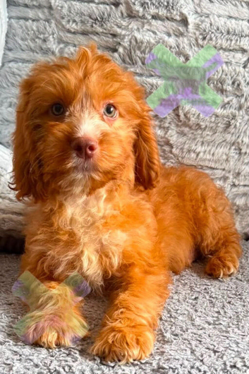 F1 apricot and fox red mini cockapoos 30 dna health tested clear