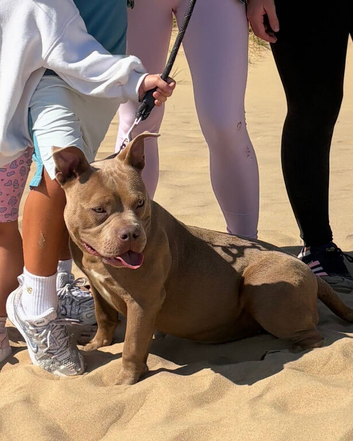 ** Female Pocket Bully**