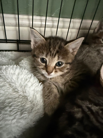 Half ragdoll half silver bengal kittens