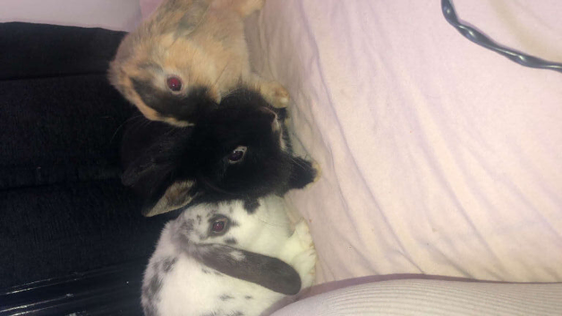 Rabbits