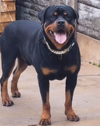 Rottweiler pups