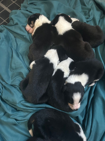 Border collie pups