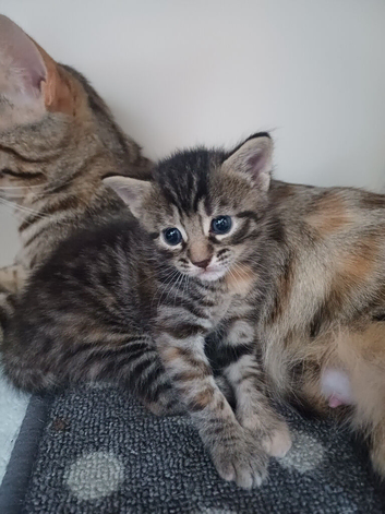 Bengal mix girl 11 weeks tabby