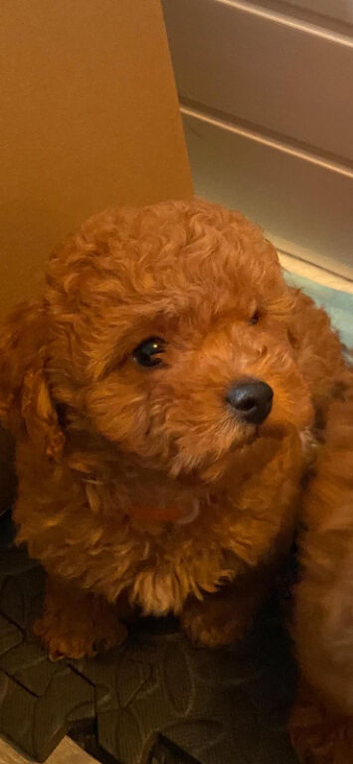 READY NOW RARE Asian poodle x cavapoo