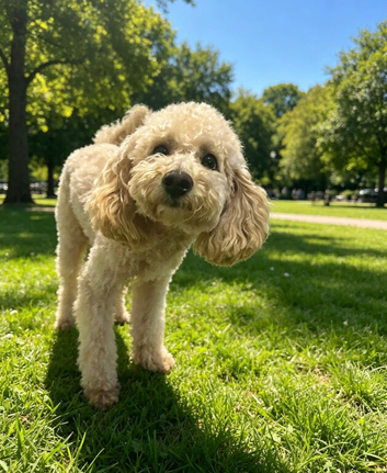 Monty toy poodle