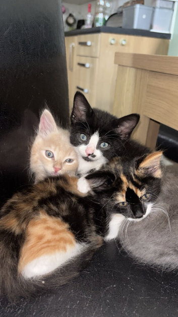 5 kittens looking for a home