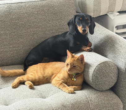 KC registered Chocolate and tan 1 year old miniature dachshund