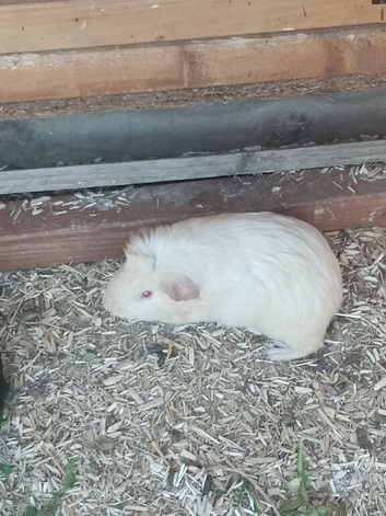 2 male guinea pigs for sale