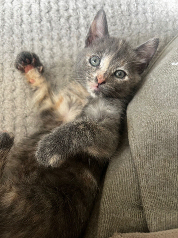 Female kittens 9 weeks old