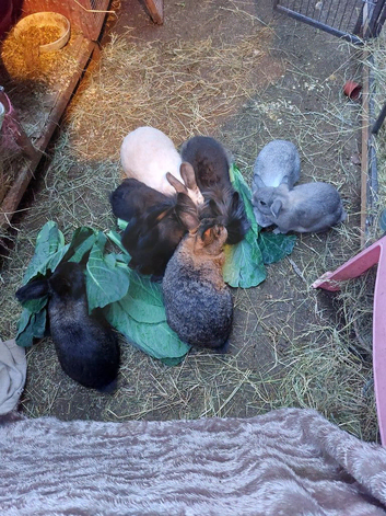 Male lionhead mix rabbits