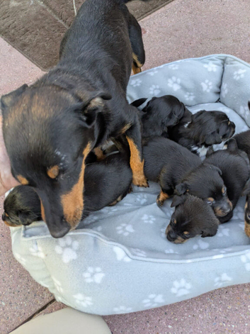 Jack Russel puppies