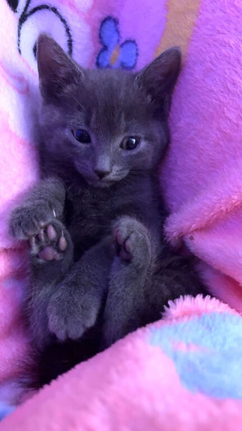 Russian blue mix
