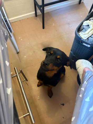 Rottweiler