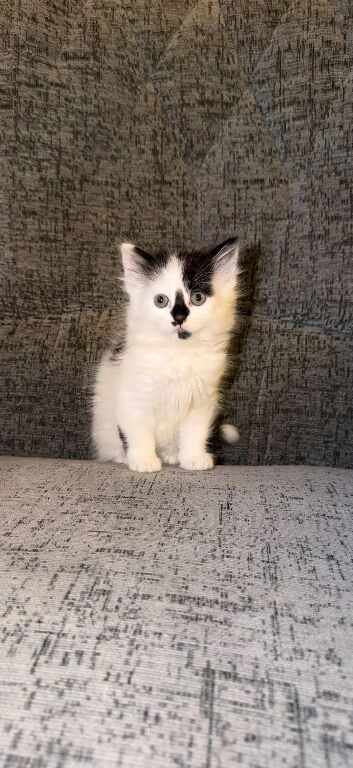 Boy
