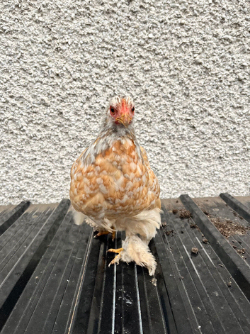 Bantam Silkies and Sablepoots