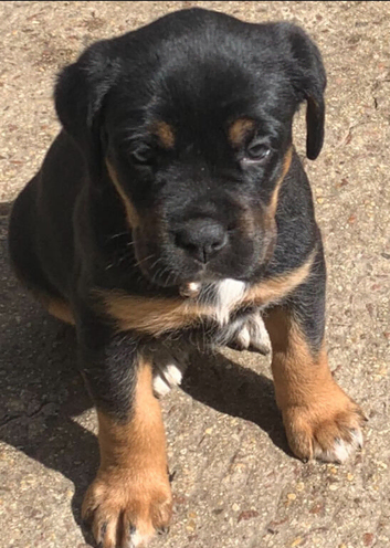 Boxweilers Puppies