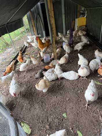 Chicken