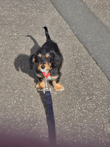Terrier pup