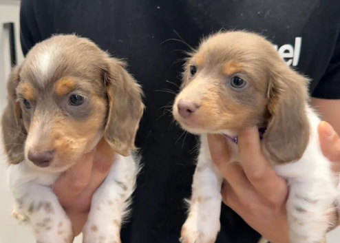 Just two puppies left now
