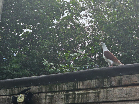 Afghan pigeons