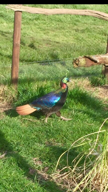Himalayan monal pheasants chicks