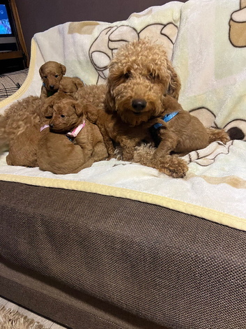 Labradoodle Fox Red ️