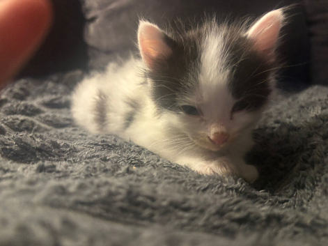 Domestic black and white kittens