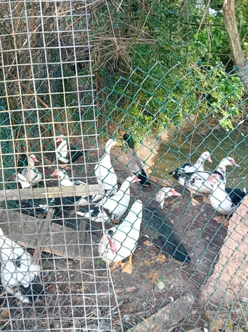 Musckovy ducks