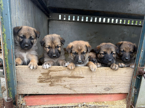 Shollie puppies for sale