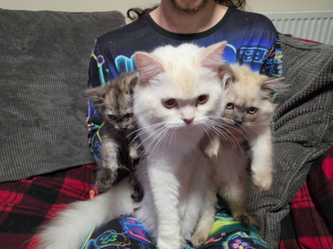 2 beautiful ragdoll/Scottish straight kittens to be rehomed