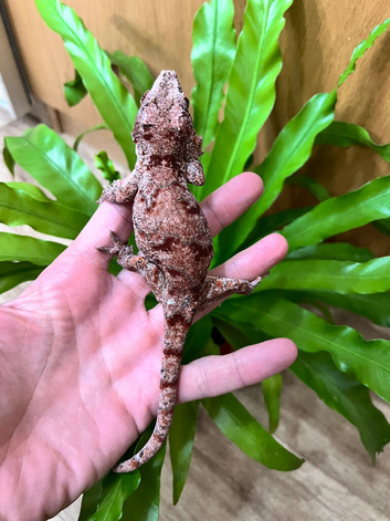 CB25 female gargoyle gecko
