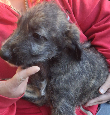 Well bred beautiful lurcher puppies