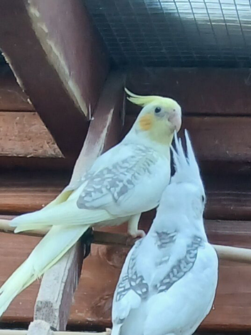 Pearl-Pied-WF and Pearl-Pied-Pastleface for sale