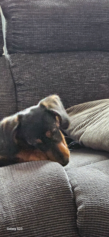 Dog for sale