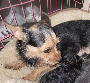Small Chorkie pups for sale