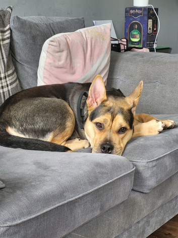 Iyla- 11 month old German shepherd cross Staffy
