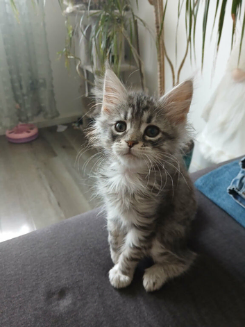 Kitties